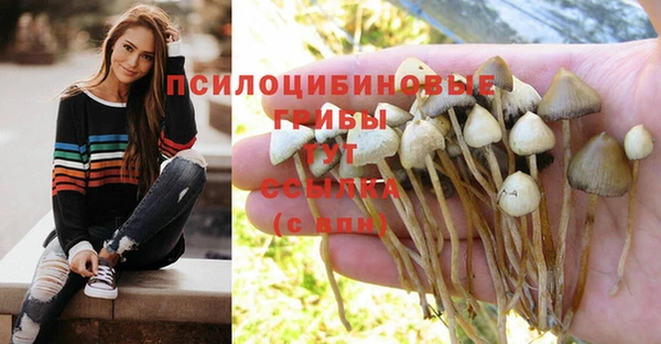 гашик Вяземский